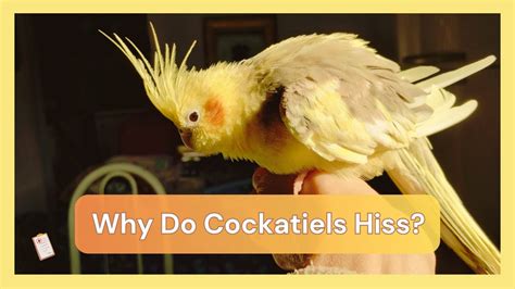 why do cockatiels hiss|female cockatiel sounds.